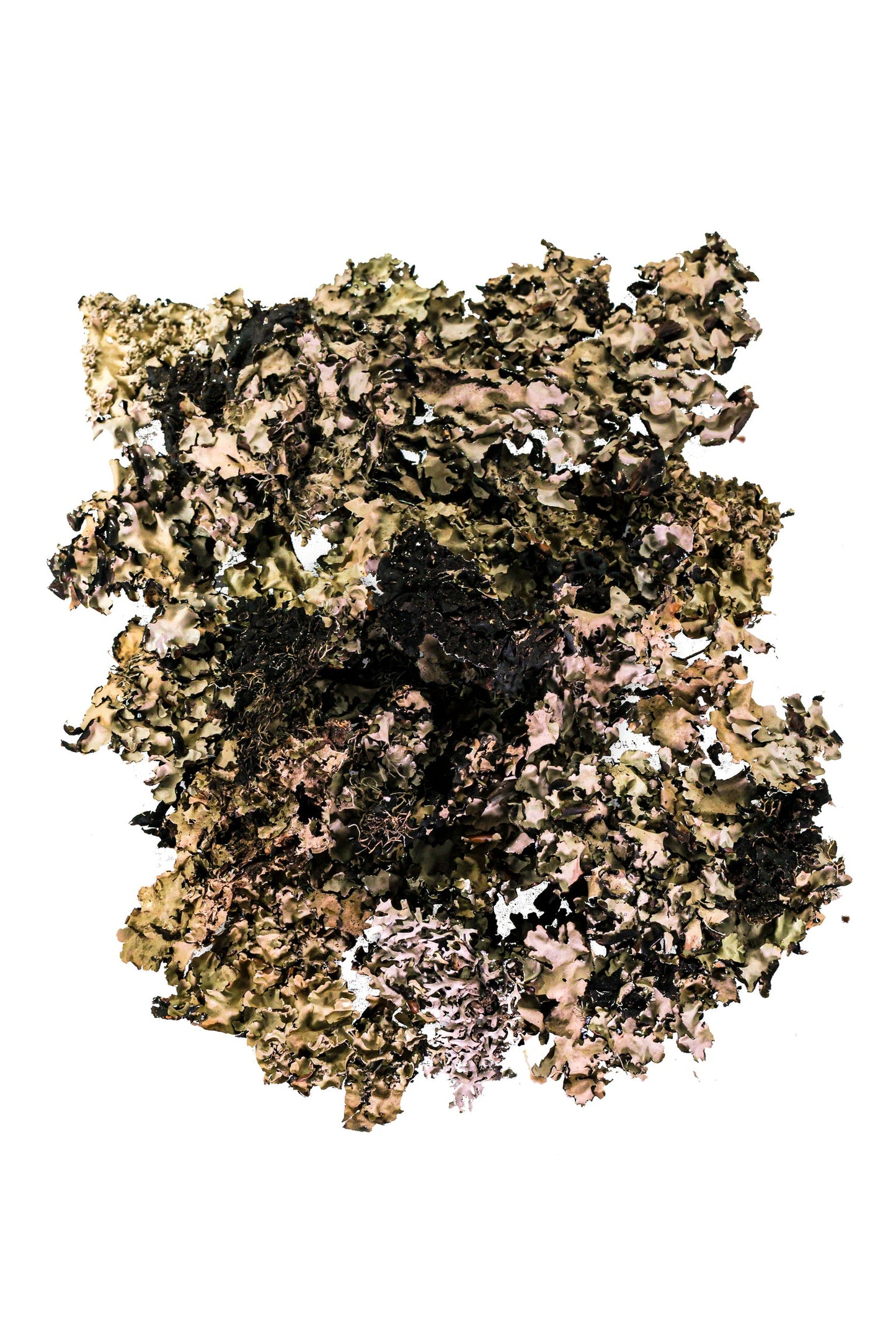Black Lichen Moss