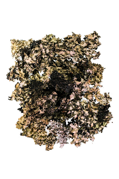 Black Lichen Moss