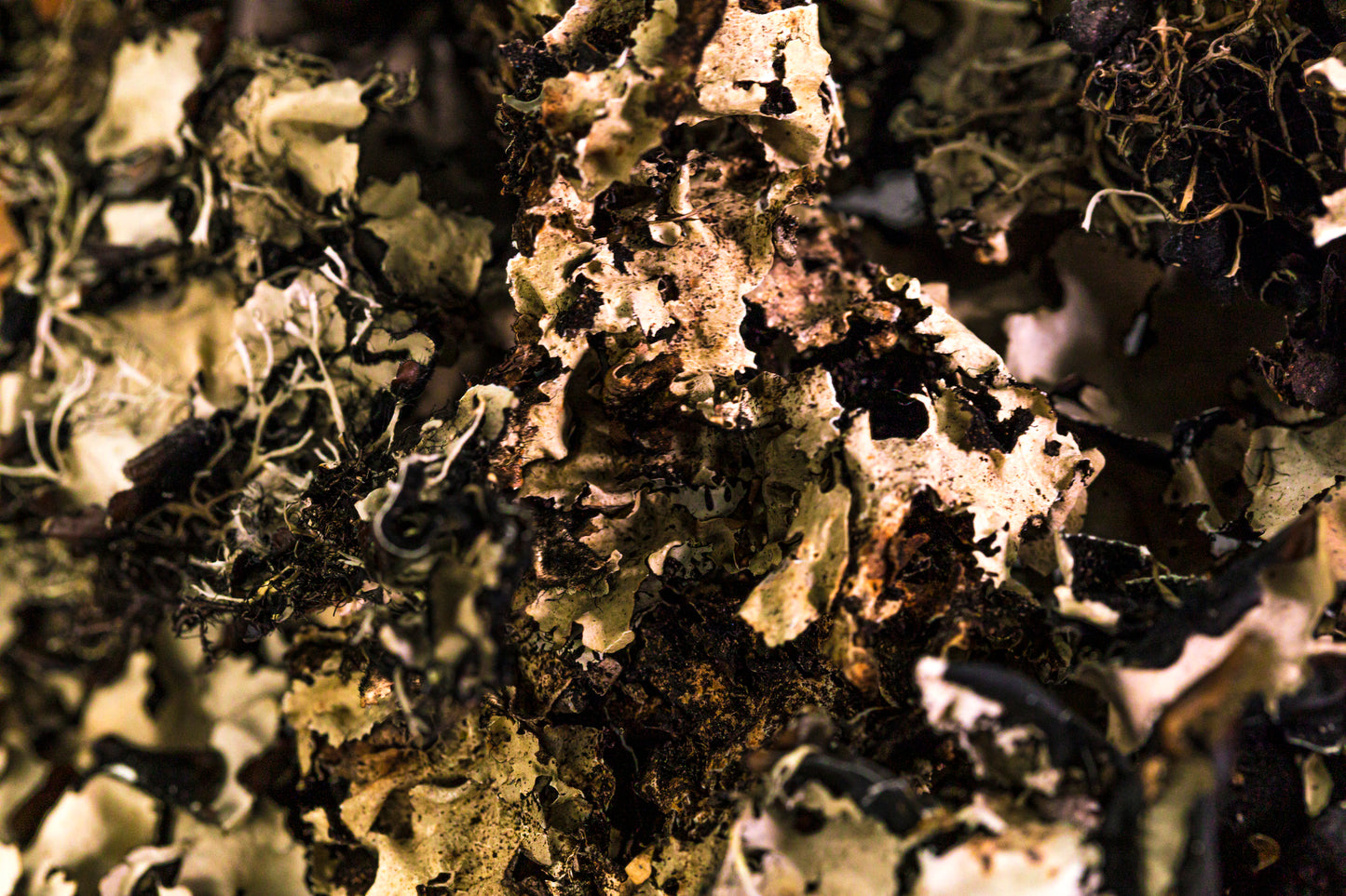 Black Lichen Moss