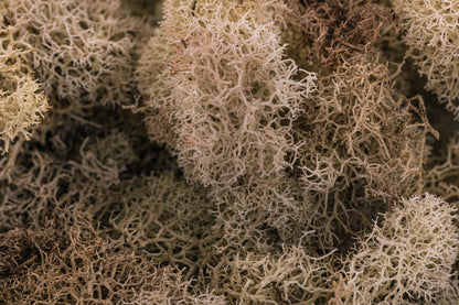 Reindeer Moss 4-oz