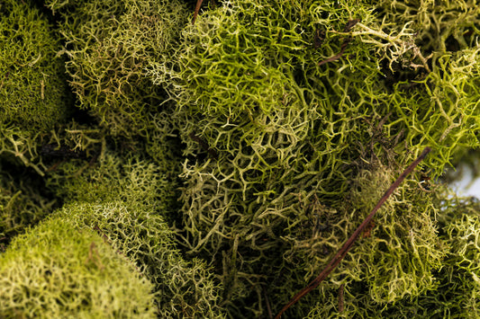 Reindeer Moss 4-oz