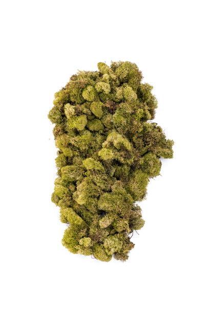 Reindeer Moss 4-oz