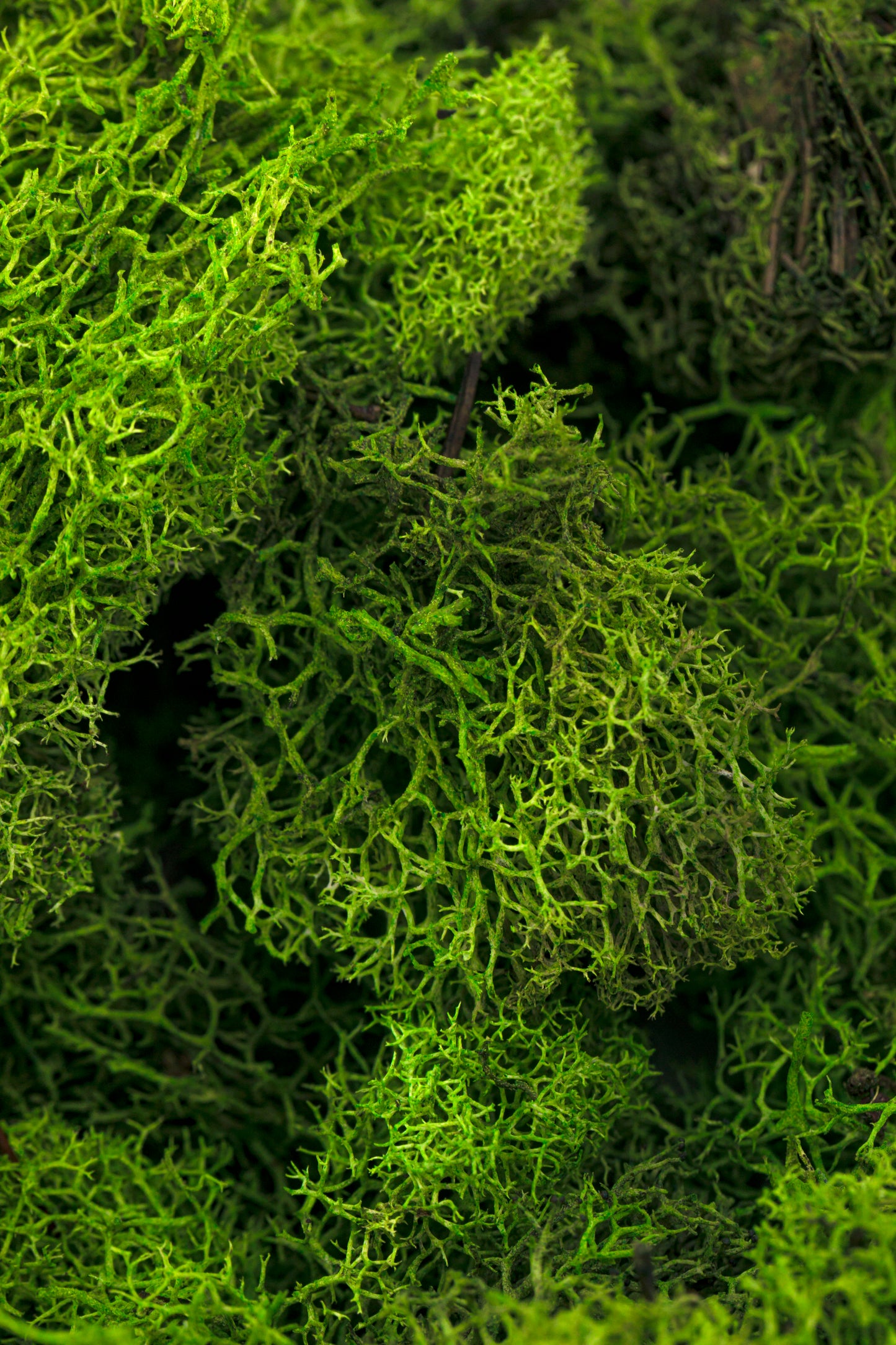 Reindeer Moss 4-oz