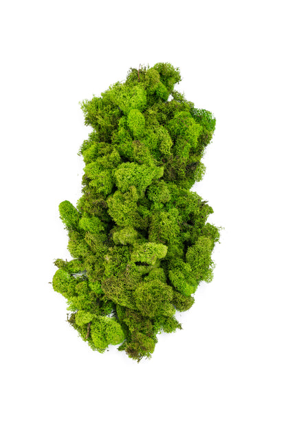 Reindeer Moss 4-oz