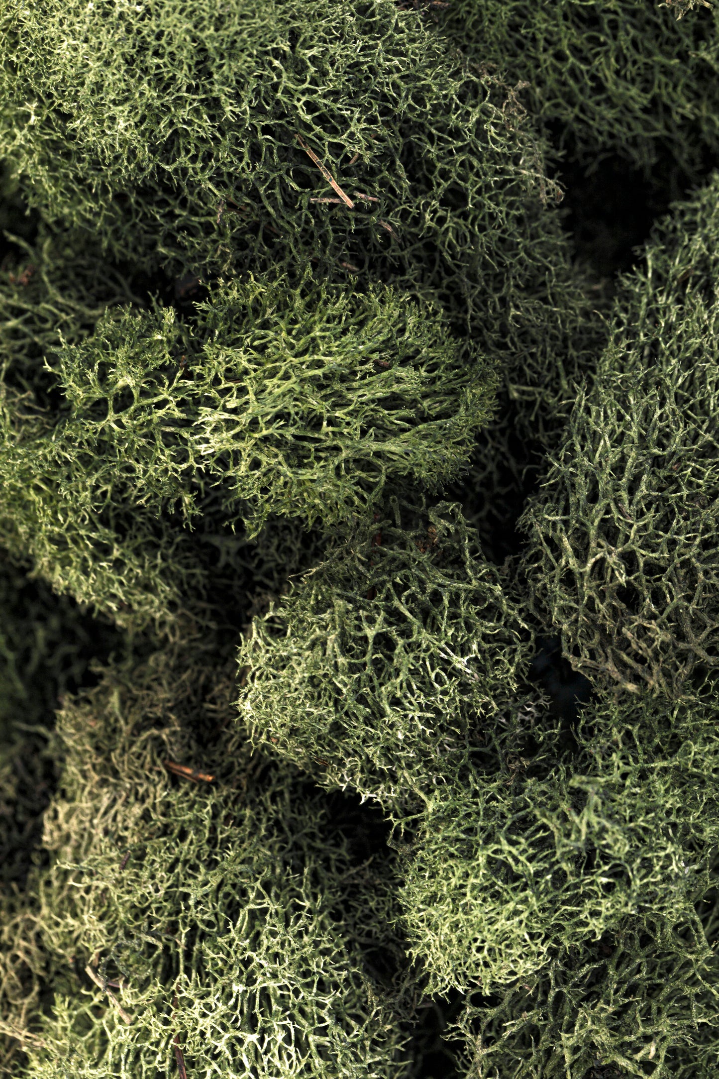 Reindeer Moss 4-oz
