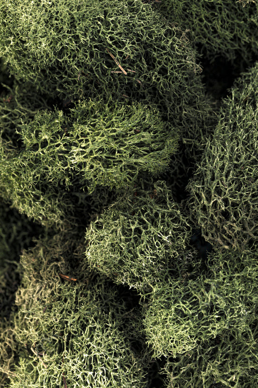 Reindeer Moss 4-oz