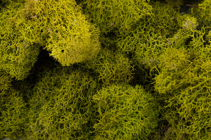 Reindeer Moss 4-oz