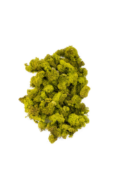 Reindeer Moss 4-oz