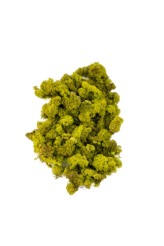 Reindeer Moss 4-oz