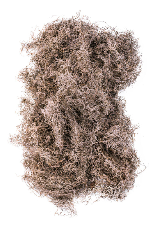 Spanish Moss 1 lb