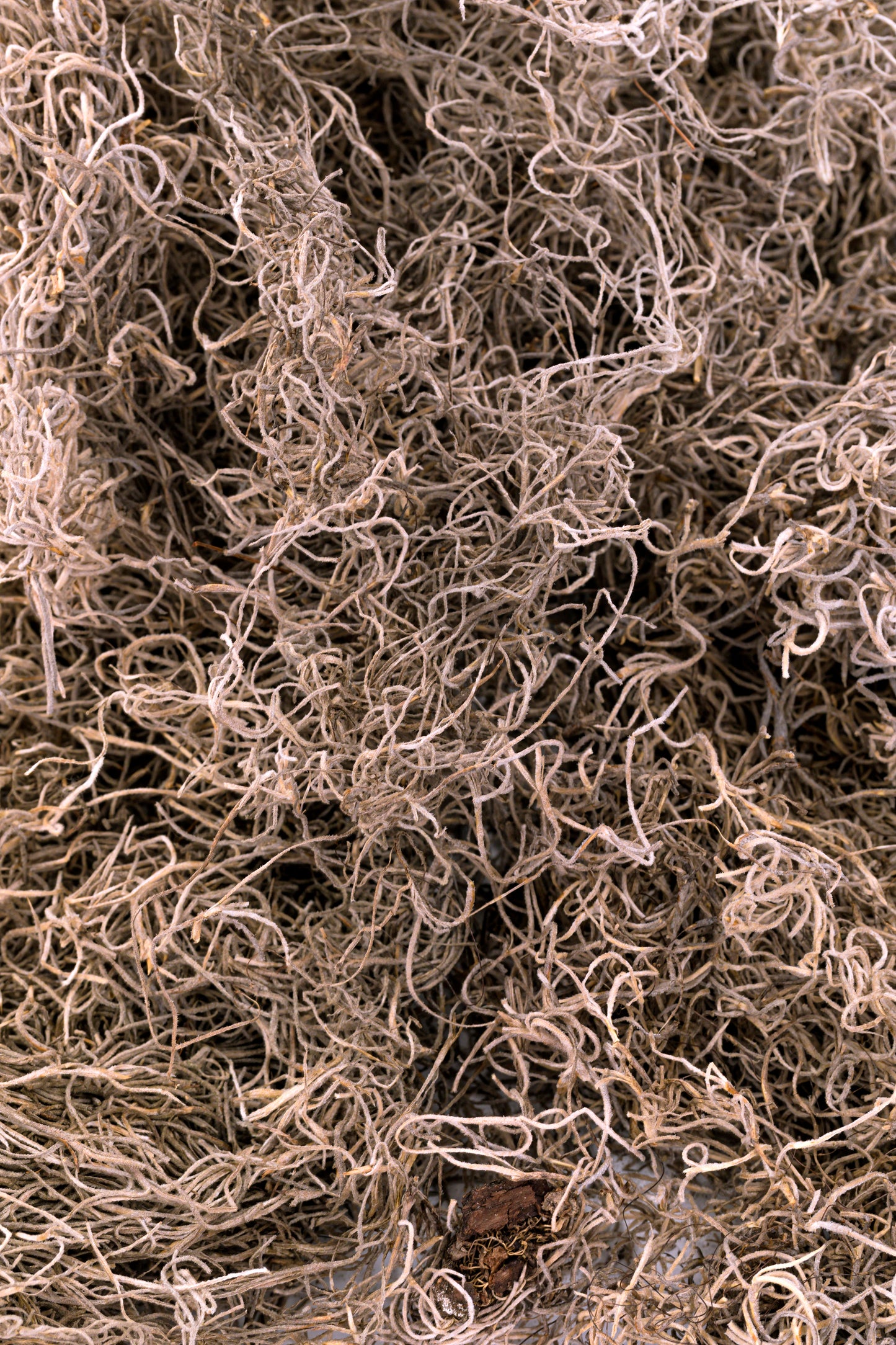 Spanish Moss 1 lb