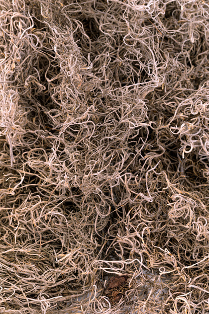 Spanish Moss 1 lb