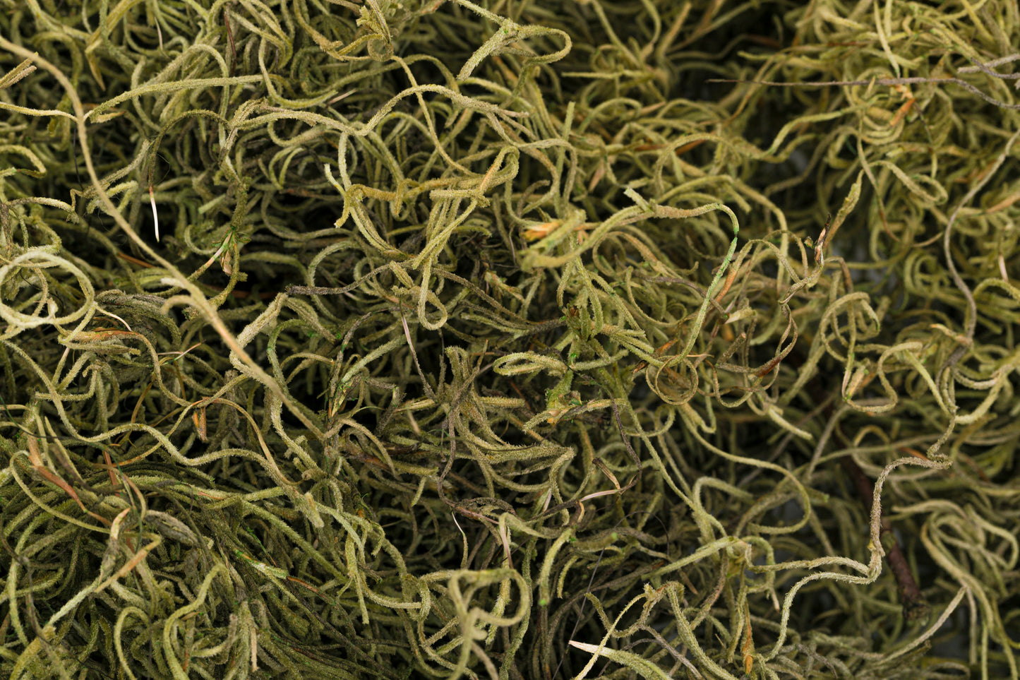 Spanish Moss 1 lb