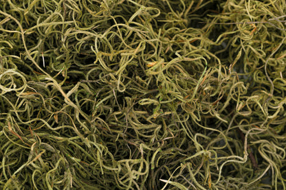 Spanish Moss 1 lb