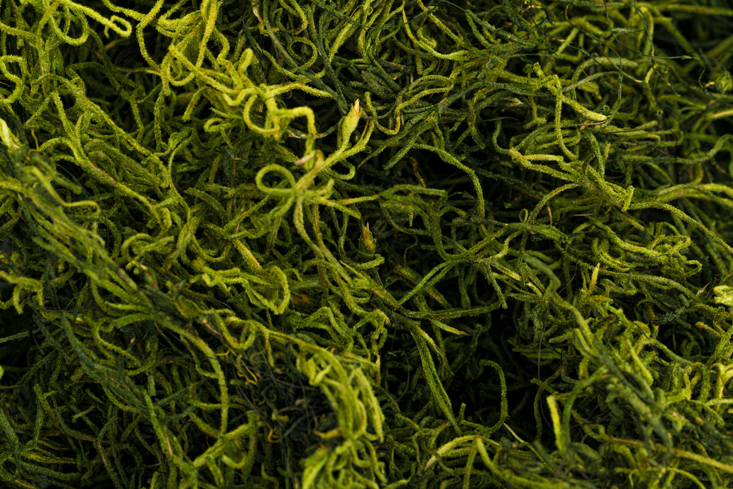 Spanish Moss 1 lb