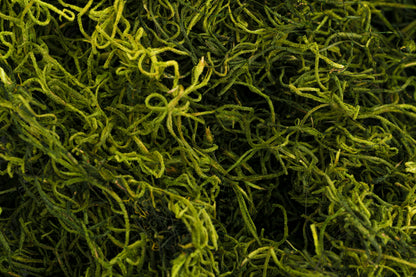 Spanish Moss 1 lb