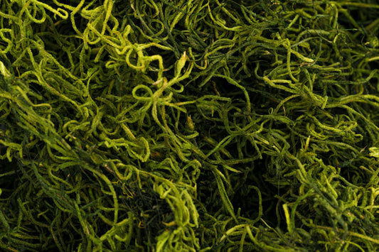 Spanish Moss 1 lb