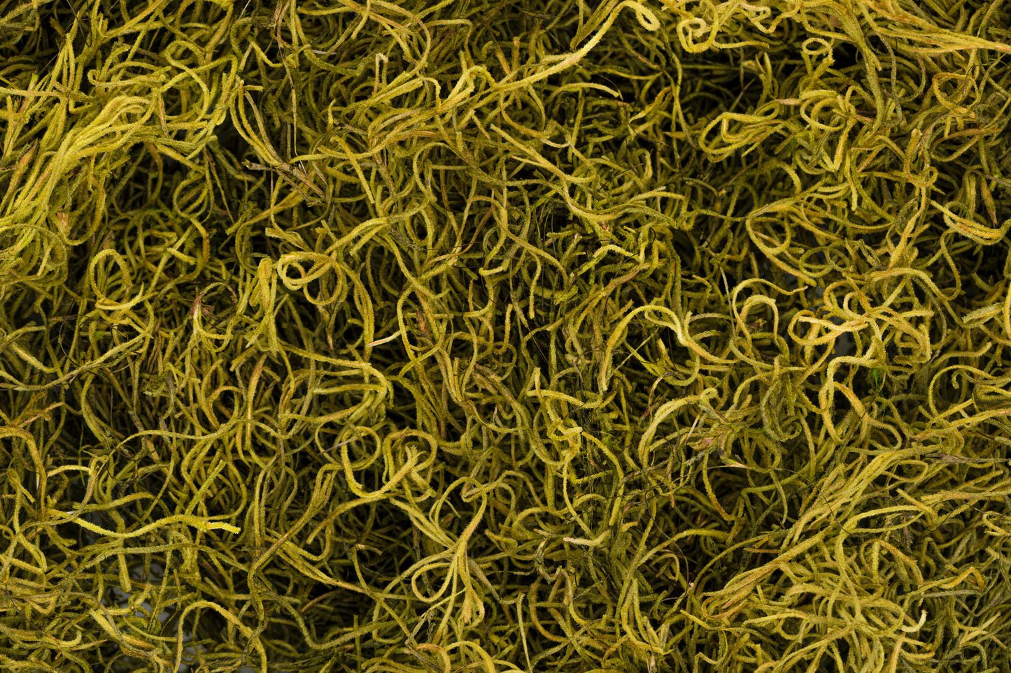 Spanish Moss 1 lb