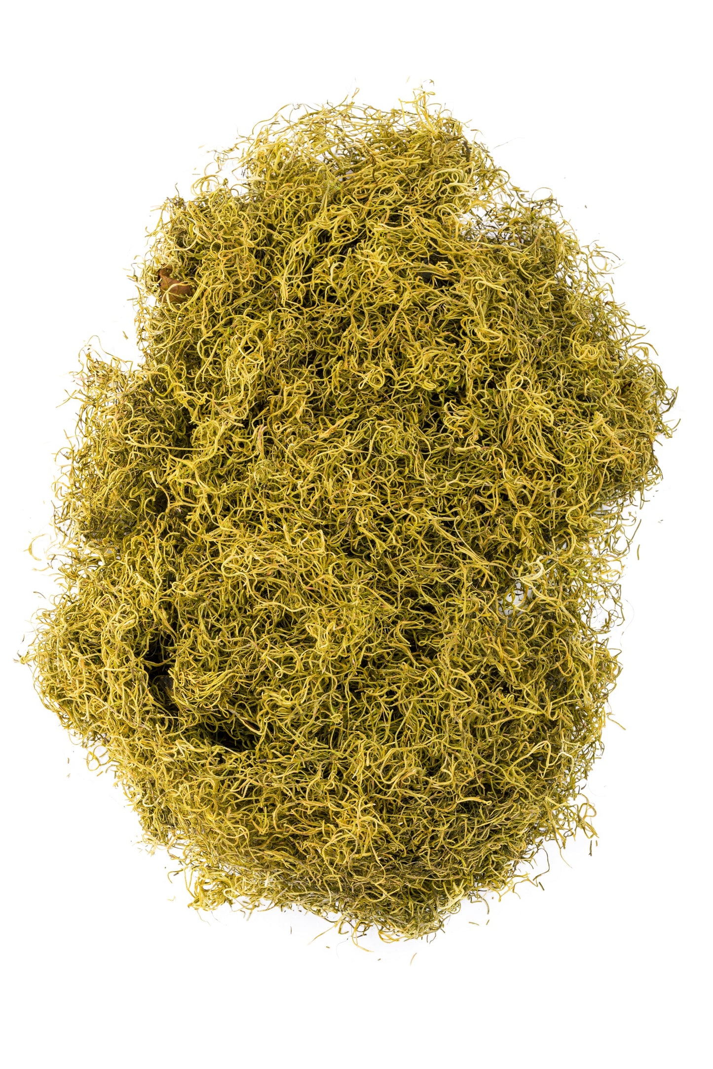 Spanish Moss 1 lb
