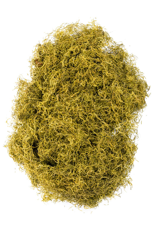 Spanish Moss 1 lb