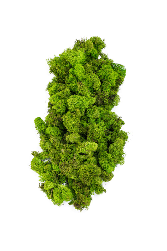 Reindeer Moss 3 lb