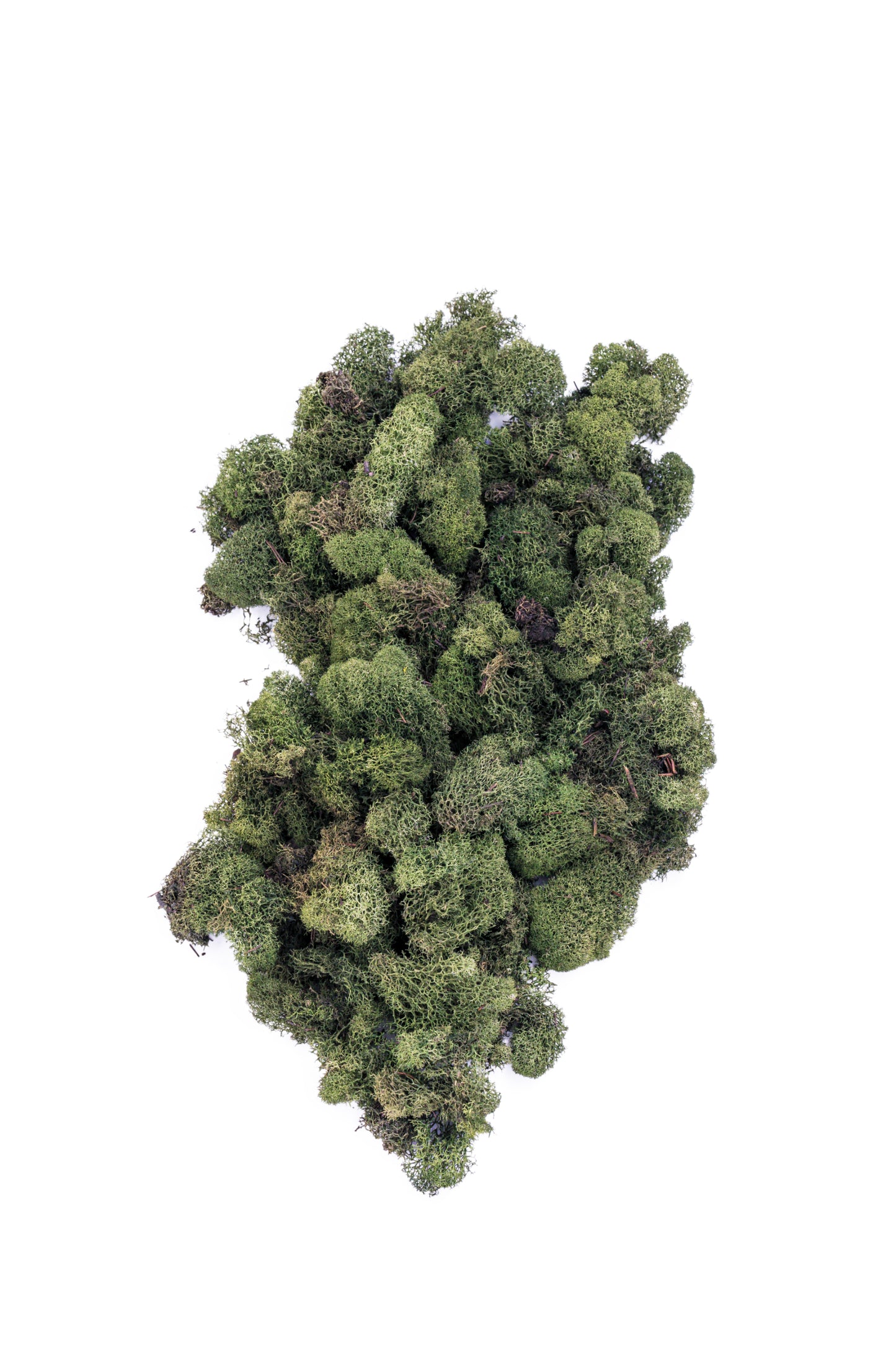 Reindeer Moss 3 lb