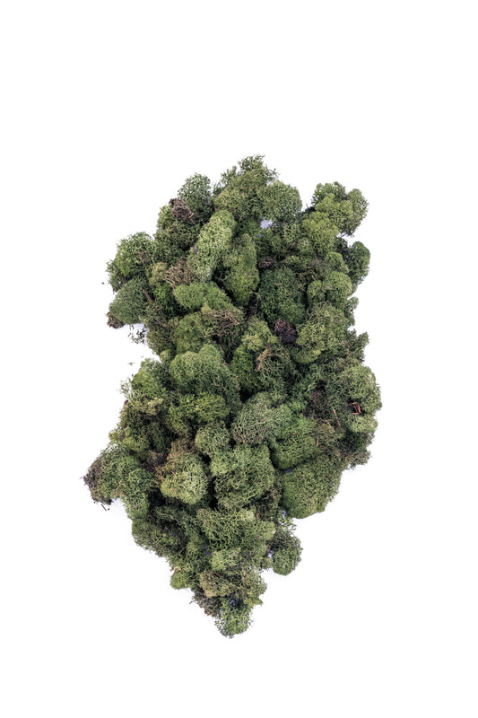 Reindeer Moss 3 lb