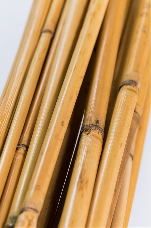 River Cane 3.5' Natural