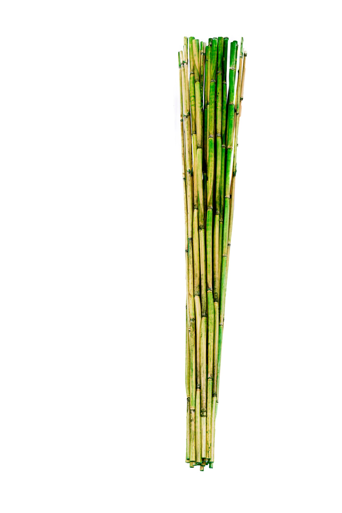 River Cane 3.5' Green