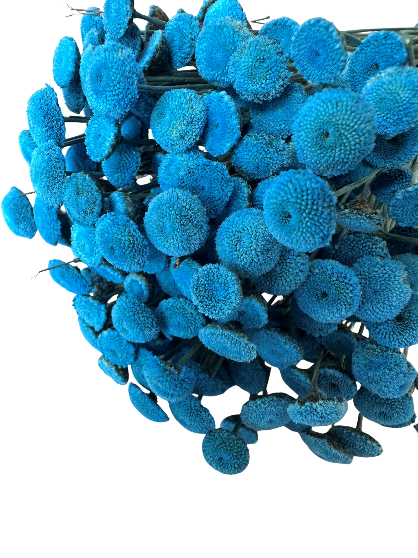 Floral Buttons Blue