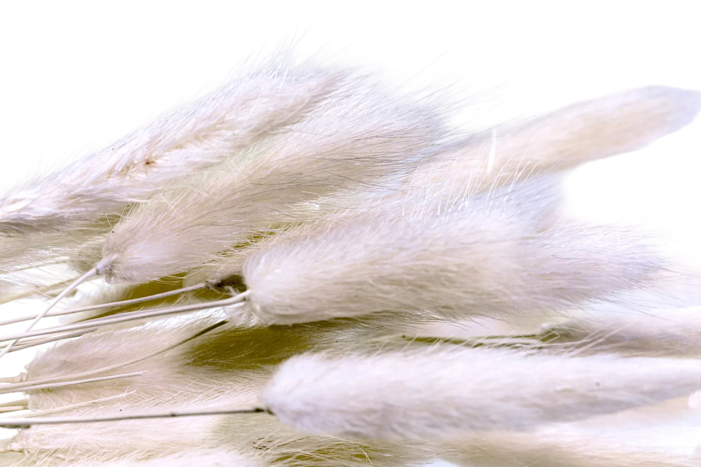 Bunny Tails Bleach White