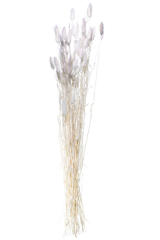 Bouquet of white dried flowers on a white background