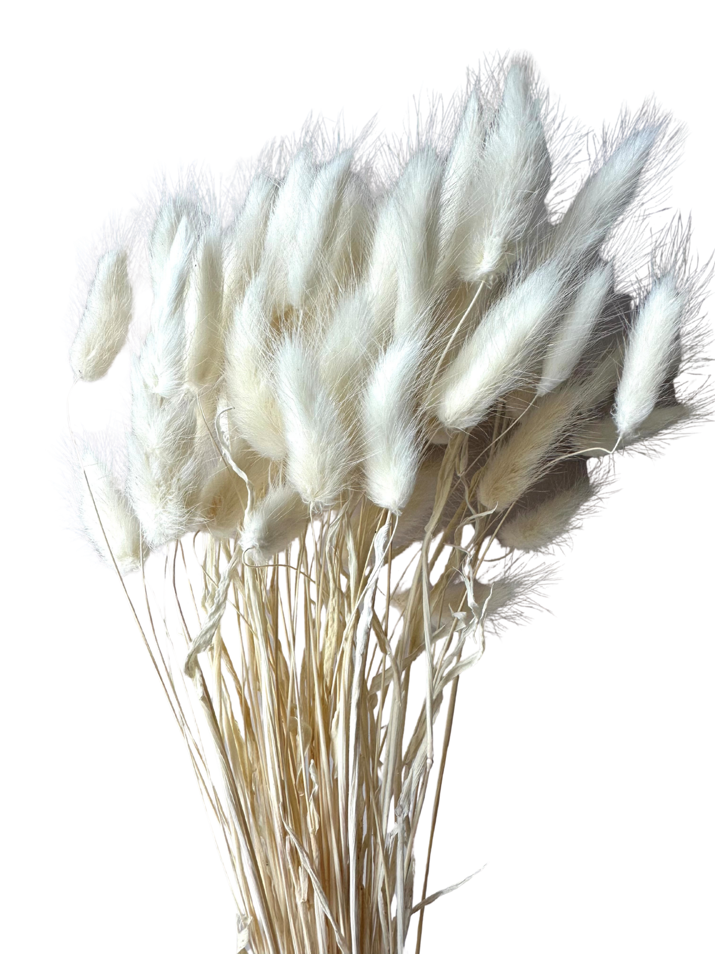 Bunny Tails Bleach White