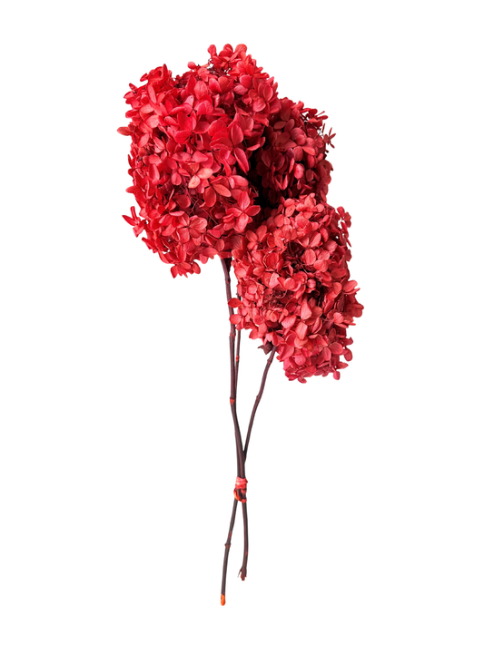 Limelight Hydrangea Red