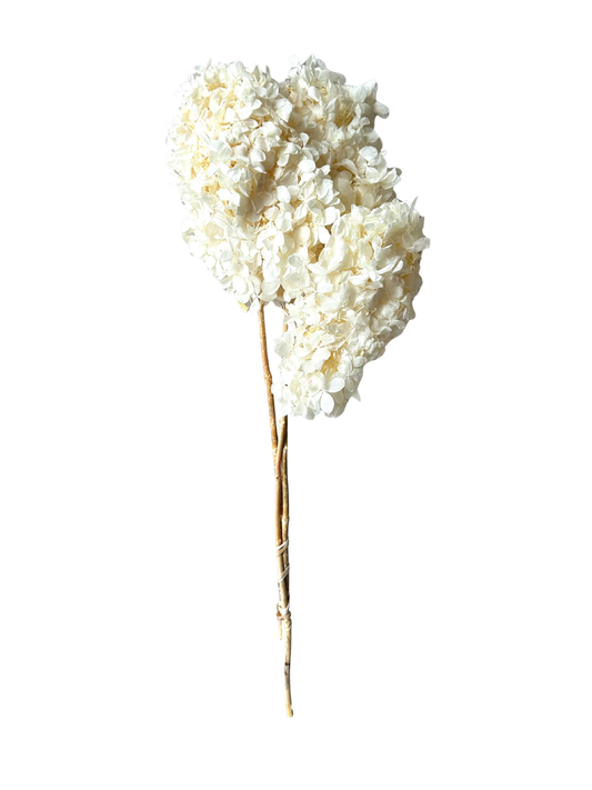 Limelight Hydrangea White