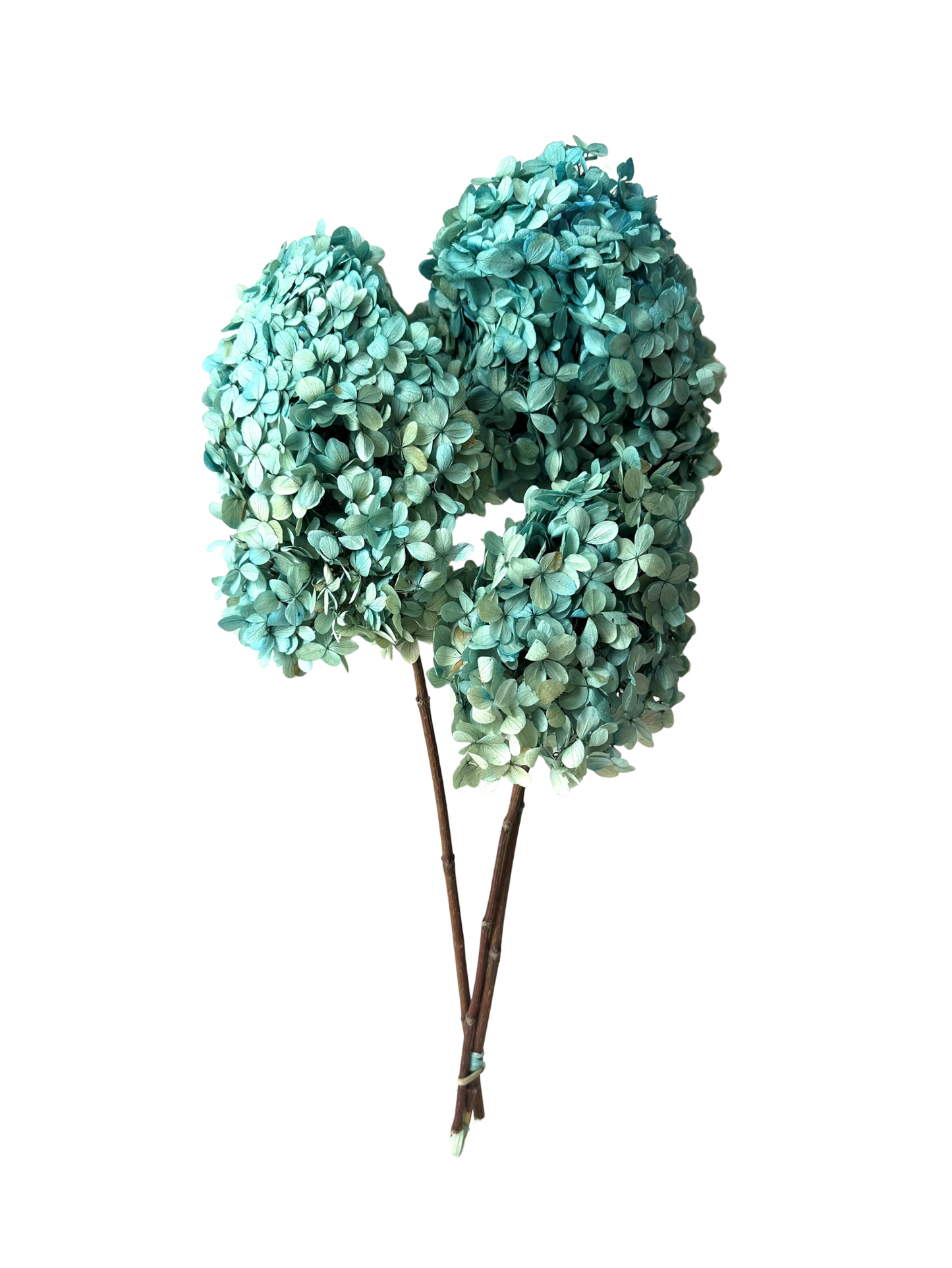 Limelight Hydrangea Blue