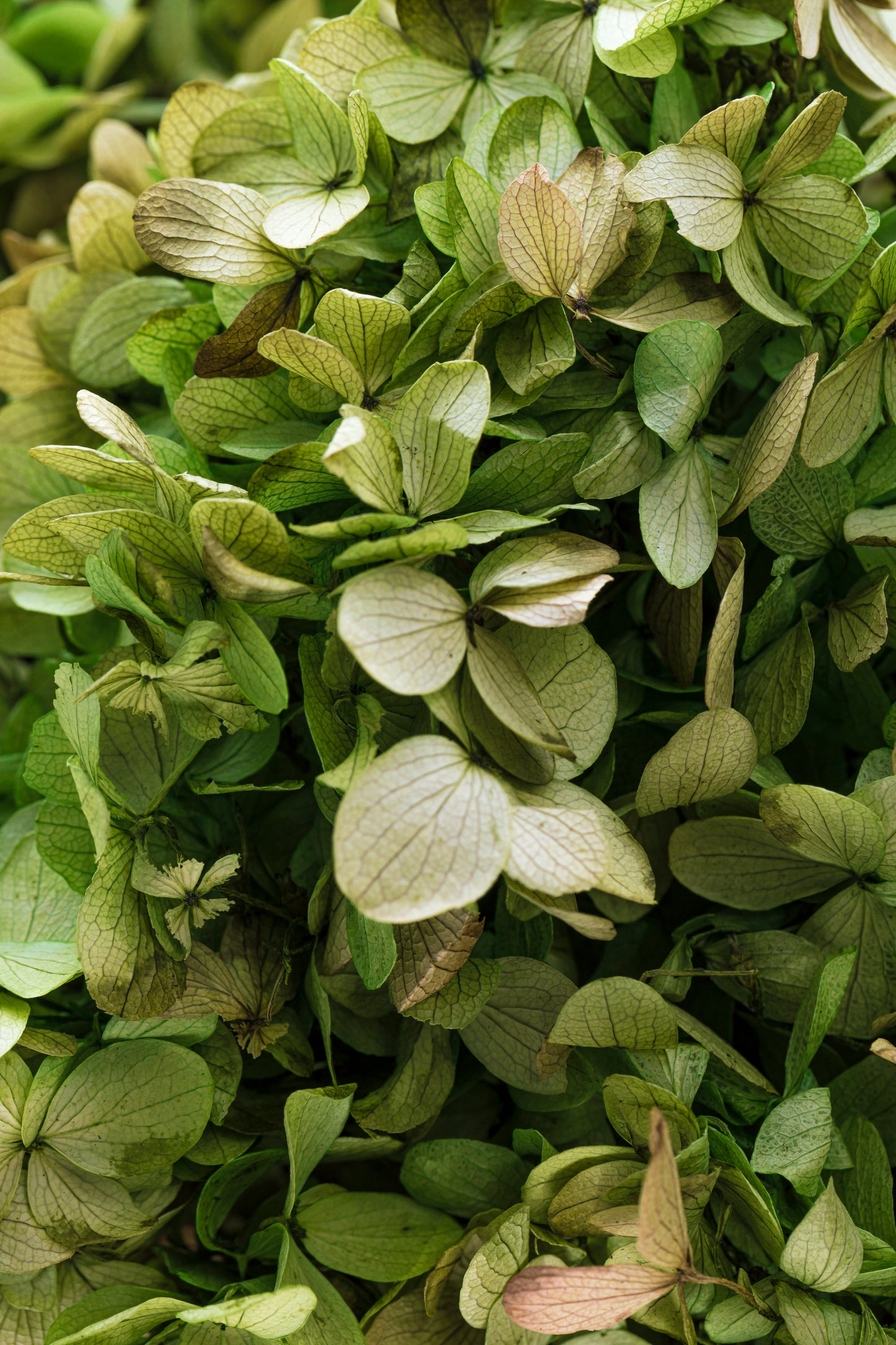 Limelight Hydrangea Basil