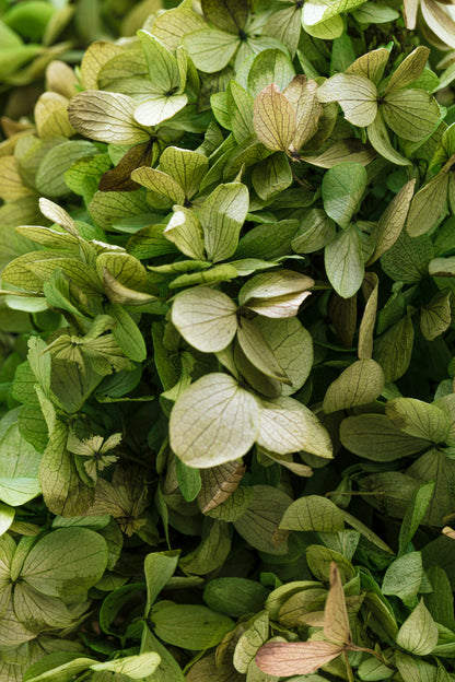 Limelight Hydrangea Basil