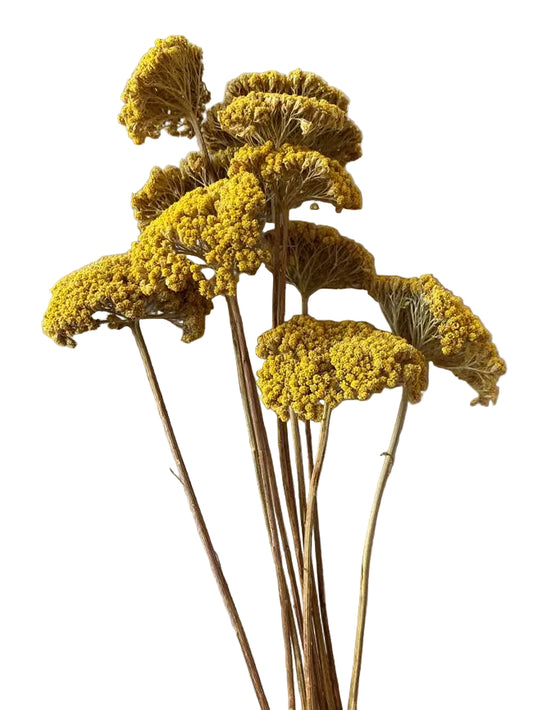 Bouquet of dried yellow flowers