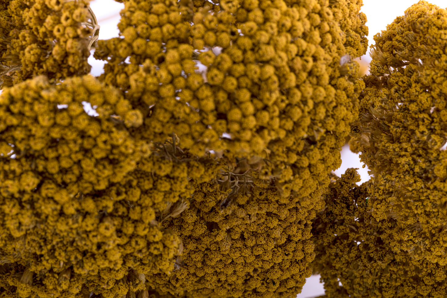 Yarrow Natural