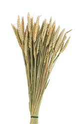 Rye Wheat