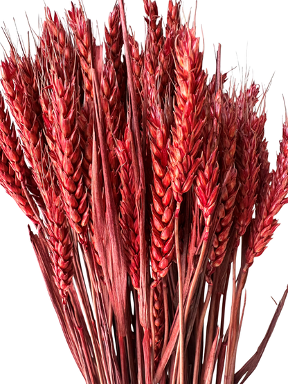 Rye Wheat Red
