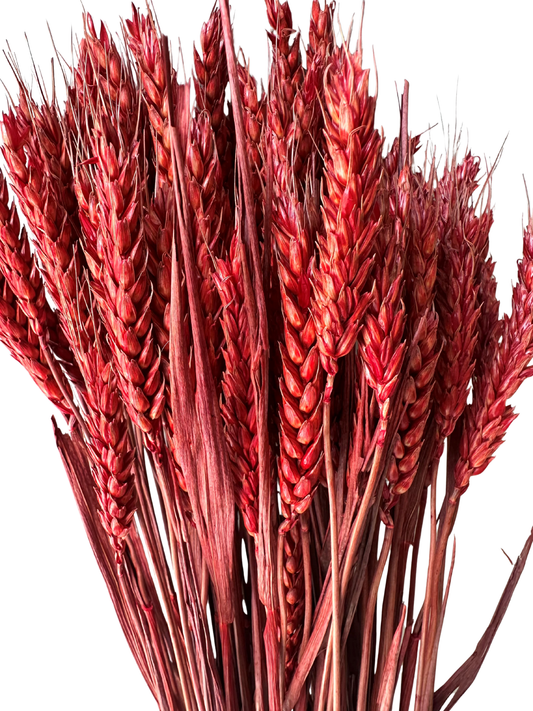 Rye Wheat Red