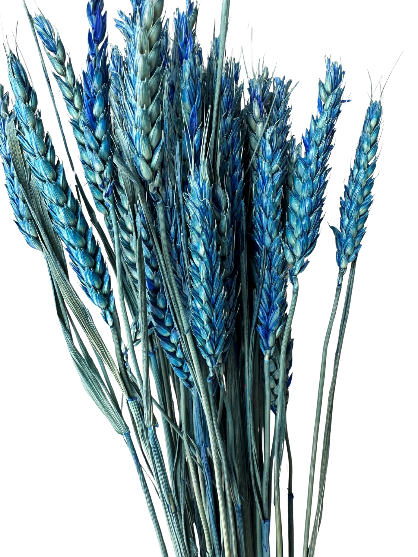 Rye Wheat Blue