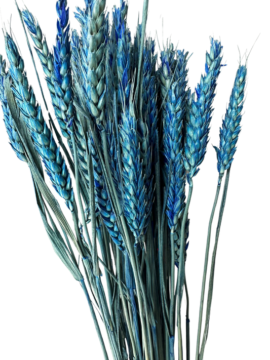 Rye Wheat Blue