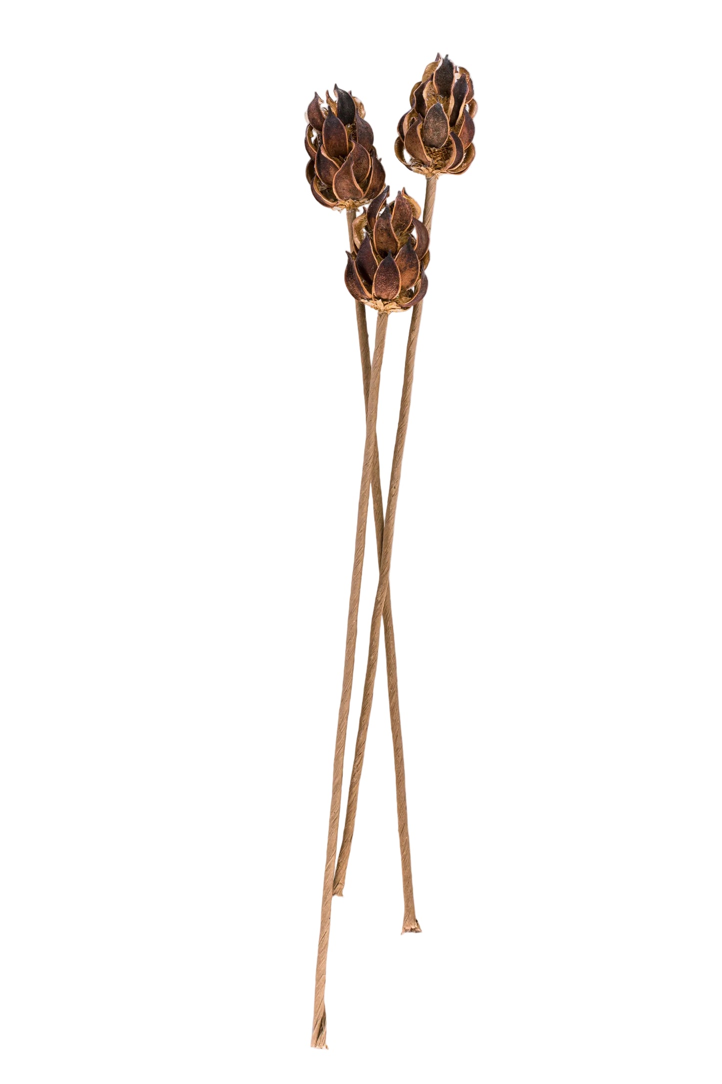 Wild Thistle/Stem Natural
