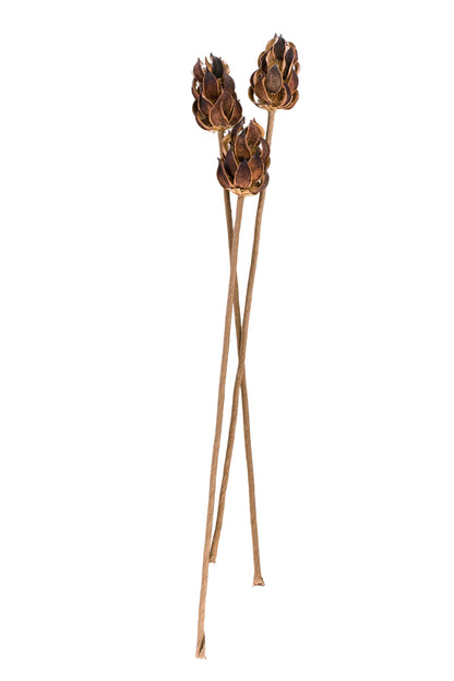 Wild Thistle/Stem Natural