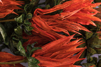 Indian Paint Brush