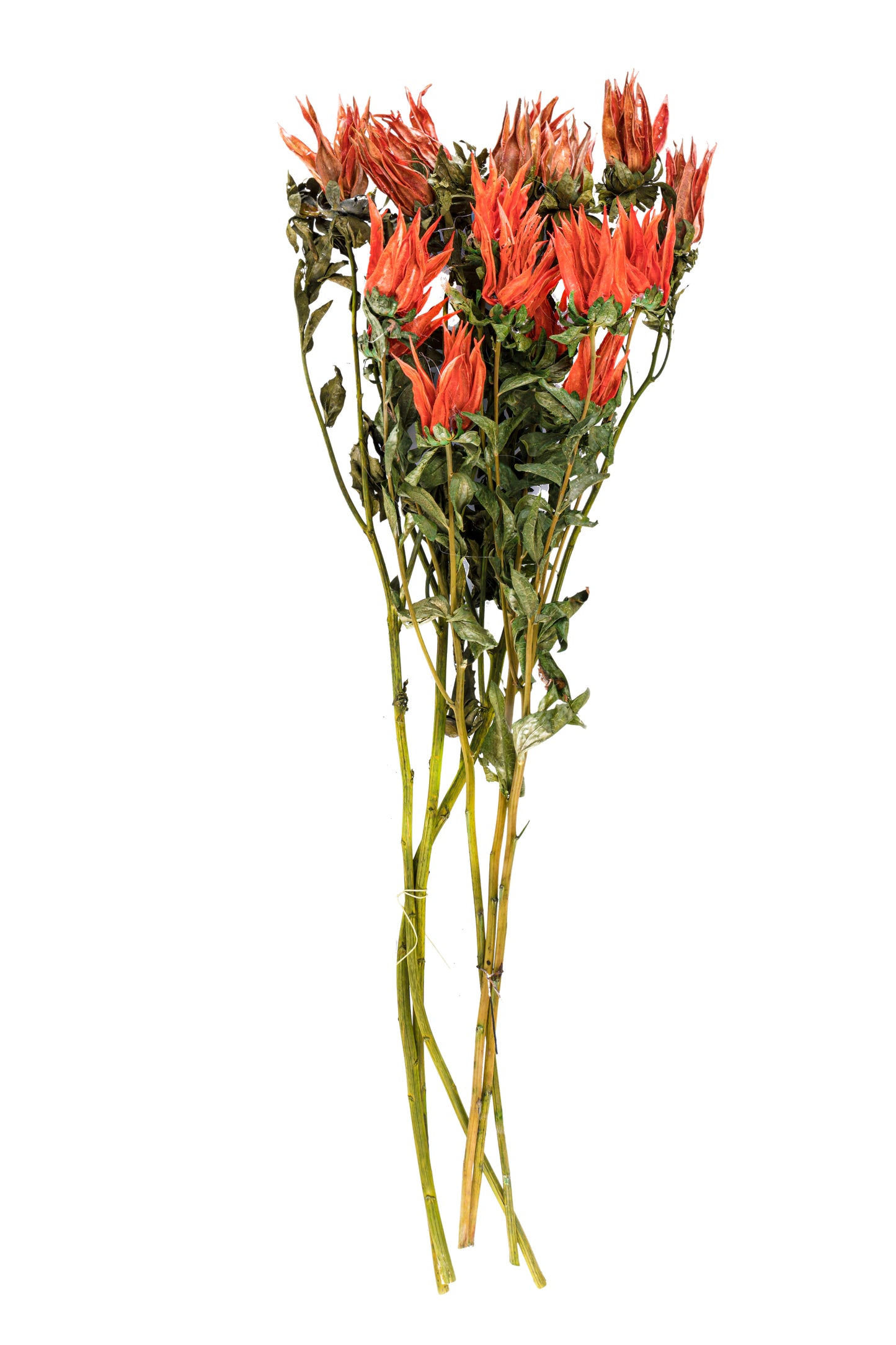 Indian Paint Brush