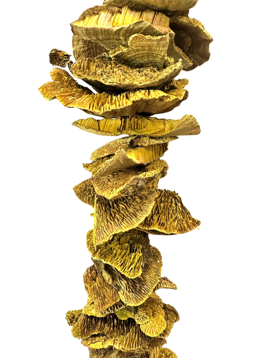 Sponge Mushroom Garland 54"
